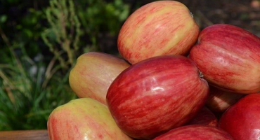 Popis sazenice odrůdy jabloně titovka, historie šlechtění a hodnocení plodů